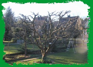 apfelbaum-nachher