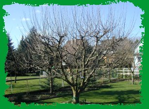 apfelbaum-vorher