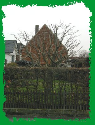 pflaume-nachher